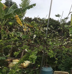 1520585865361047.jpg 2李子树1.jpg