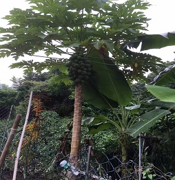 1520585895160192.jpg 3木瓜树 (1).jpg