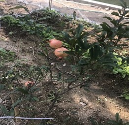 1520586085100381.jpg 9石榴树.jpg