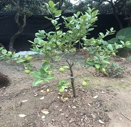 1520586092273150.jpg 10柠檬.jpg