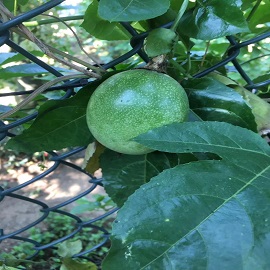 1534385650393617.jpg 百香果,果树区,放在百香果树后面(前面的百香果树改成百香果).jpg