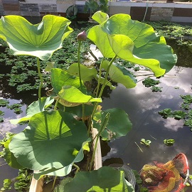 荷花2，鱼塘区两张荷花中第一张删掉，第二张变第一张，这张是第二张.jpg